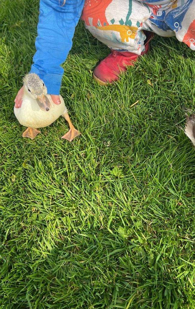 Johnson is raising some ducks