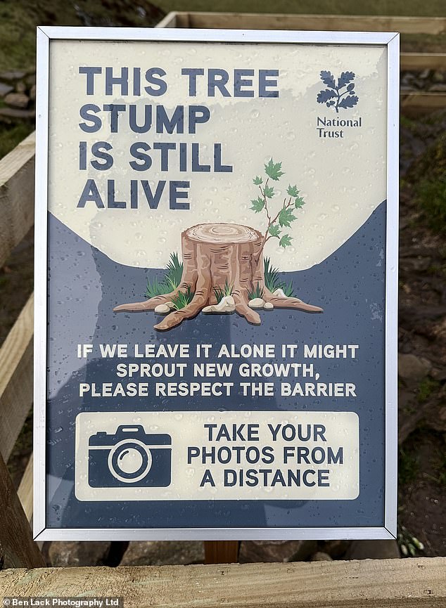 The National Trust has placed a framed sign near the fenced stump that reads: 'This tree stump is still alive. It may produce new growth if we leave it alone, please respect the barrier'
