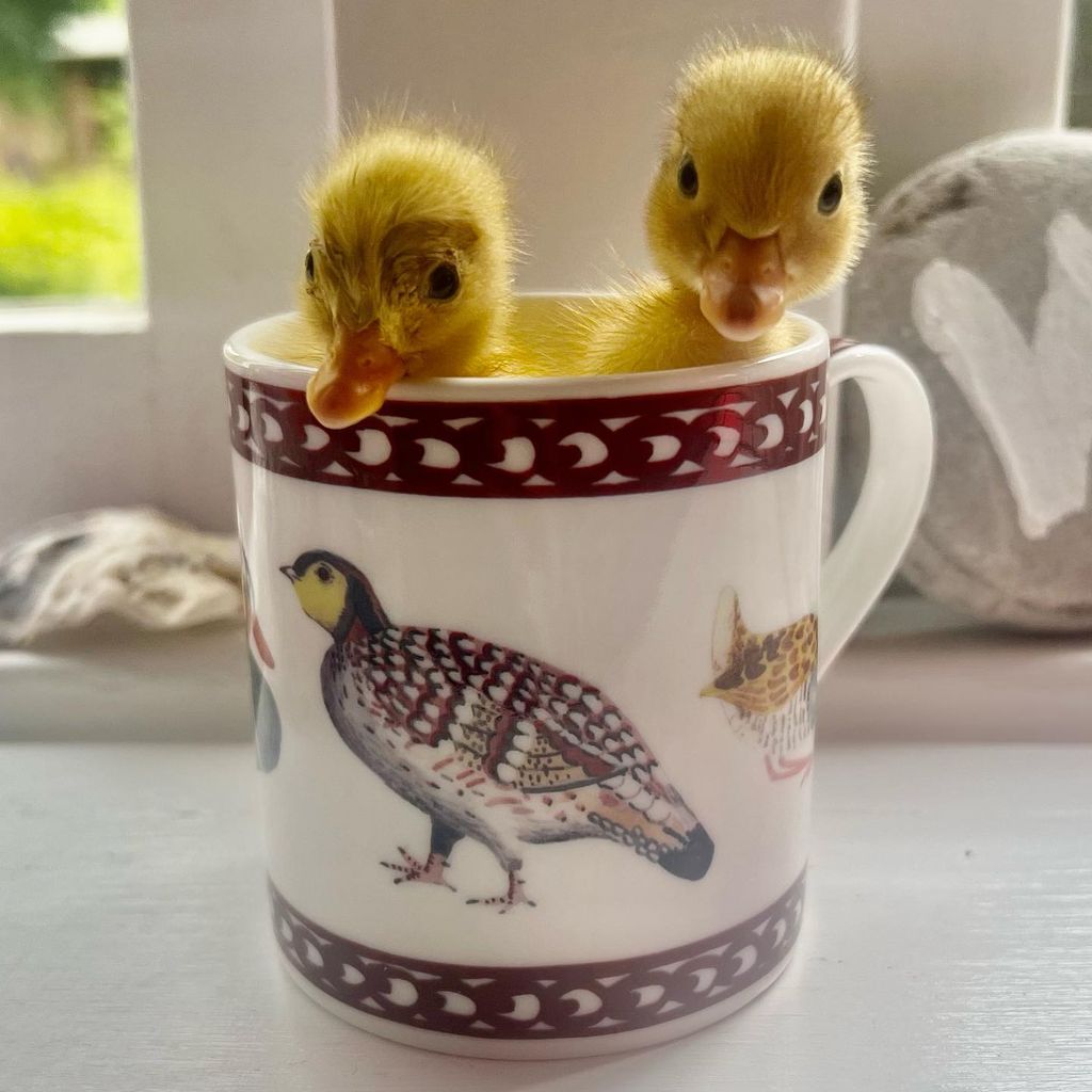 Photo of two ducks in a teacup
