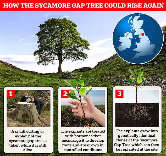 Through a technique called clonal propagation, it may be possible to save the Sycamore Gap tree, allowing it to survive into the future.