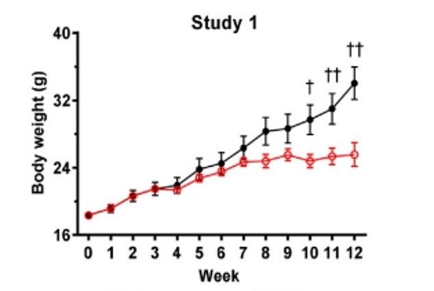 The graph shows the change in body weight of mice placed on a high-fat diet. The red line represents mice that were exposed to UV light while on this diet, while the black line represents mice that were not exposed to UV light.