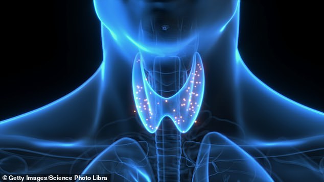 Just 5cm long, the butterfly-shaped thyroid gland in your neck plays a major role in everything from heart rate to metabolism, mood and bone health