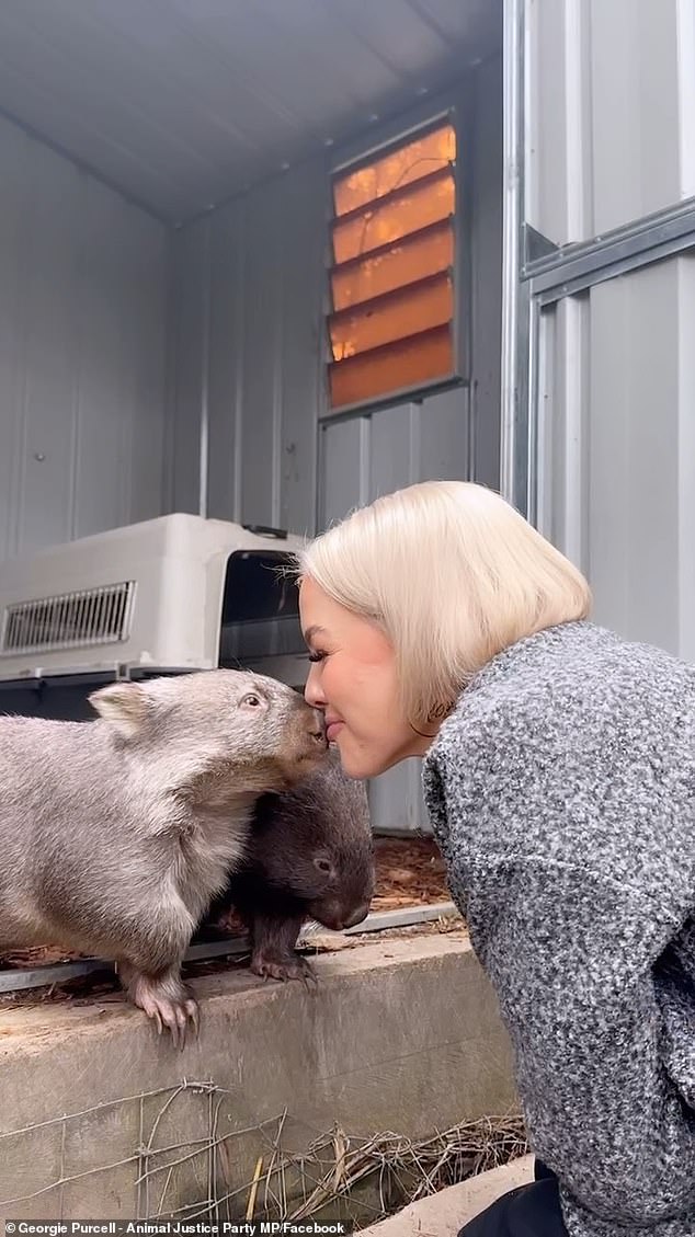 The clip ended with footage of the Animal Justice Party MP sharing a kiss with a furry wombat