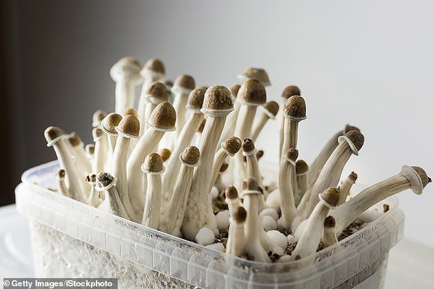 Trendy magic mushroom therapy endorsed by Prince Harry triggers ‘significant psychological distress’ in 13 per cent who try it, major report reveals