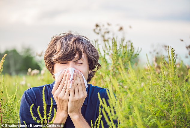 Pollen counts will be extremely high across the UK, according to the Met Office forecast, and hay fever sufferers should prepare for a 'pollen bomb'.