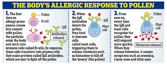 Graphic explains how pollen can cause you to have an allergic reaction, such as sneezing and coughing