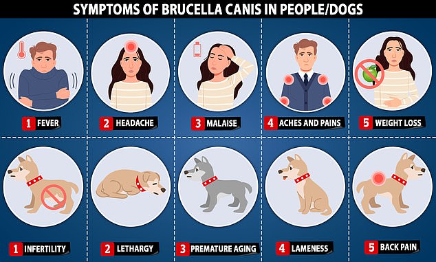 Brucella canis can infect both humans and dogs, but the symptoms differ