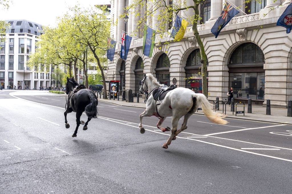 Two horses running loose in the streets of London near Aldwych