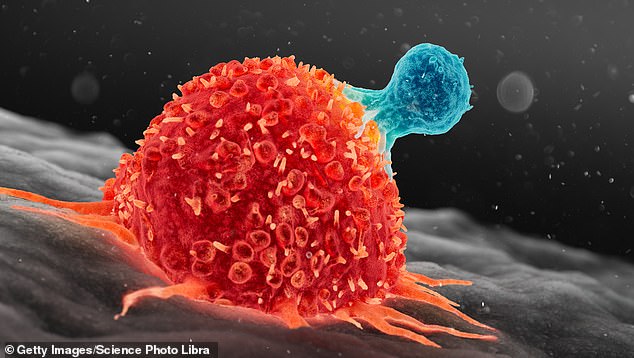 Illustration of a T cell, blue, attacking a cancer cell, red