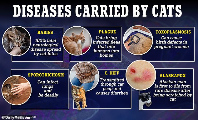 Both feral and domestic cats can carry a number of diseases - some of which can be transmitted to humans