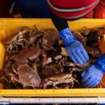 Officials warn North Westerners off shellfish due to contamination with toxin that can paralyze and kill you