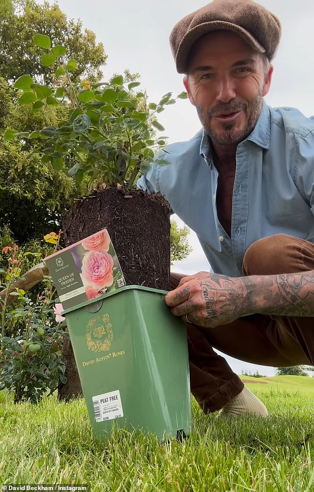 David Beckham fans beg the BBC to give him his own gardening show and brand him a ‘human golden retriever’ as he shares rose planting clips