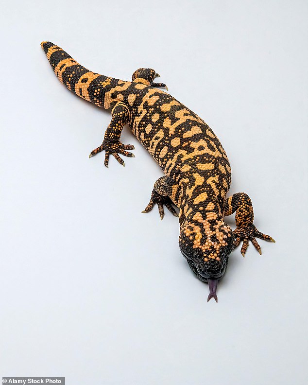 A bite from the venomous jaws of a Gila monster can cause swelling, intense burning pain, vomiting, dizziness, a quickening heart rate and plummeting blood pressure