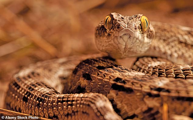 Tirofiban is derived from the venom of a saw-scaled viper, and can stop harmful clots forming in the arteries after a heart attack