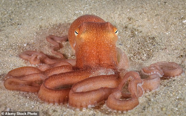 The southern sand octopus's venom is used to defend itself from sea anemones - but may also be able to stop melanoma tumours growing