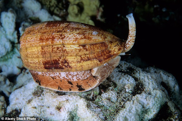 Cone snails have one of the deadliest stings on earth, which can paralyse fish before the snail eats it whole