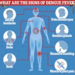 Dengue fever alert: As the tropical disease spreads across Europe, we reveal the early-warning signs of killer virus you should NEVER ignore