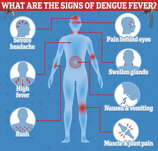 Dengue is a potentially fatal virus spread to people by infected mosquitoes and was historically known as 'breakbone fever'.