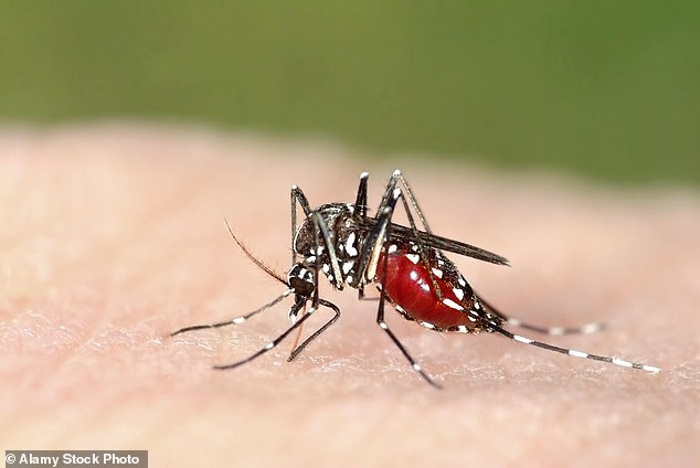 Experts say the tiger mosquito, one of the blood-sucking insects capable of spreading dengue, is 