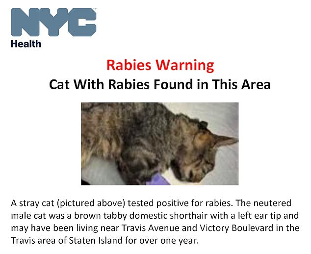 Last month, a stray cat suffering from rabies attacked people in Staten Island, New York