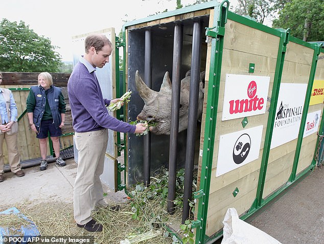 Prince William feeds a black rhino named Zawadi while visiting Port Lympne Wild Animal Park in Kent in June 2012