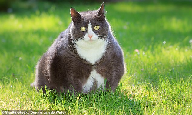 Fat cats are also in the sights of pharma giants, with one clinical trial finding that a drug like Ozempic caused cats to lose 5 per cent of their weight