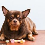 Ozempic for PETS! Portly cats and dogs could soon be offered weight-loss jabs in bid to curb animal obesity crisis, drug firm claims