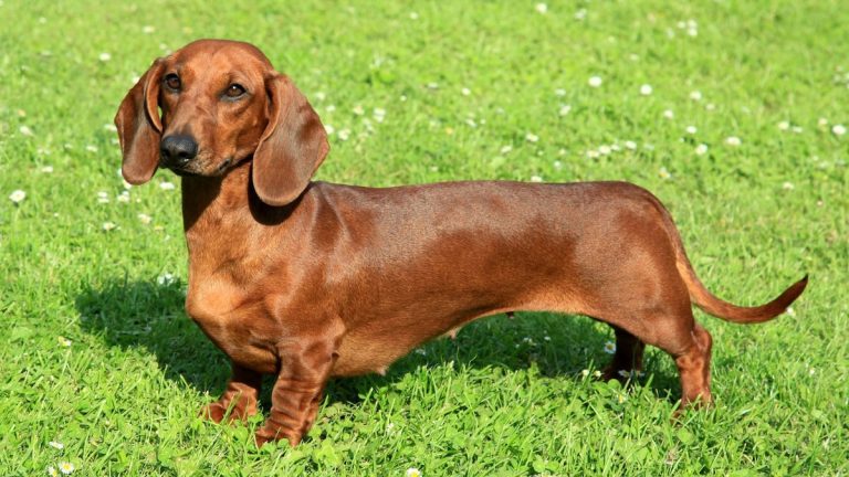 The Dachshund, or Dachshund, is a dog breed that everyone is talking about