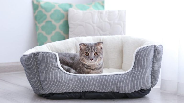 Useful tips for choosing a bed for your pet